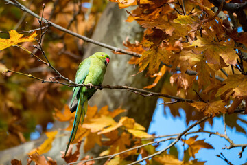 Alexandrine Parakeet or Psittacula eupatria perch on tree branch