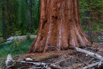 Sequoia tree trunk in Mariposa Grove, Yosemite, California