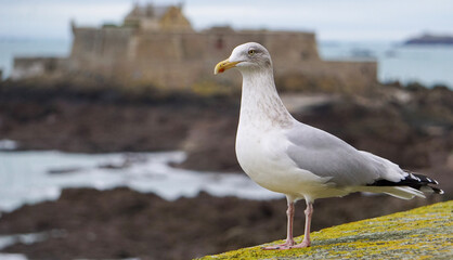 Goéland Breatgne France