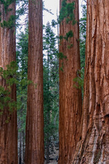 Bachelor and Three Graces, sequoia tree trunk in Mariposa Grove, Yosemite, California
