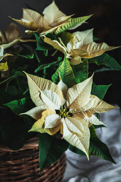 Yellow Euphorbia pulcherrima on wooden basket placed on white fabric in dark room background