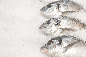Fresh sea fish with ice with space for text. Selective focus
