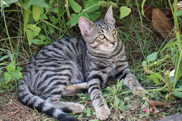 GATTO TIGRATO