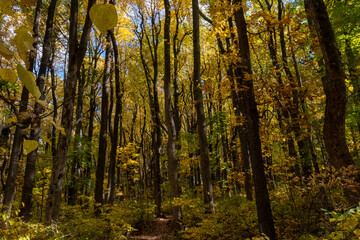 Fototapeta premium Tall Trees Fall Color Shenandoah National Park