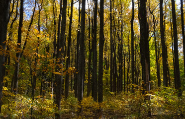 Tall Trees Fall Color Shenandoah National Park