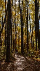 Obraz premium Tall Trees Fall Color Shenandoah National Park