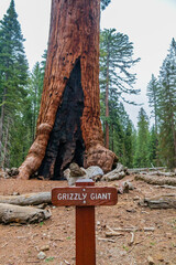 Sequoia tree trunk in Mariposa Grove, Yosemite, California
