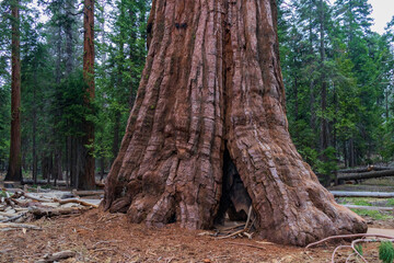 Sequoia tree trunk in Mariposa Grove, Yosemite, California
