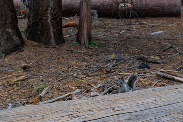 Squirrel sitting on forest floor behind log