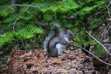 Squirrel on forest floor eating a nut
