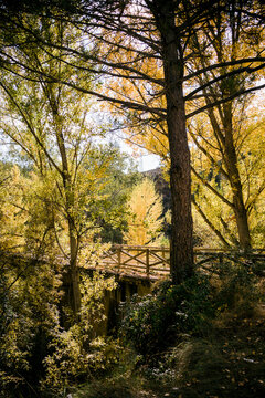 Picturesque scenery of colorful autumnal forest and old wooden footbridge among trees in sunny weather