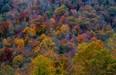 Fototapeta premium Autumn Color