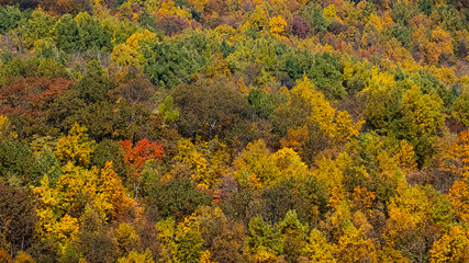 Fototapeta premium Autumn Color