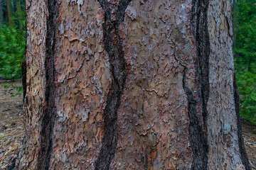 Sequoia tree trunk close-up