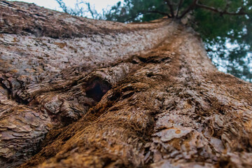 Sequoia tree trunk close-up in Mariposa Grove, Yosemite, California