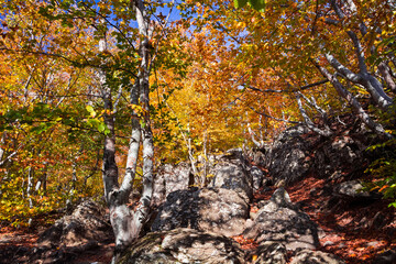 Autumn beech forest. Mountain range Demerdzhi, the Republic of Crimea.
