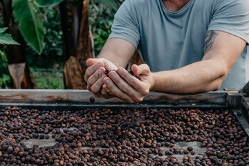 hands full of coffee beans in a plantation