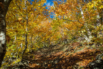 Autumn beech forest. Mountain range Demerdzhi, the Republic of Crimea.