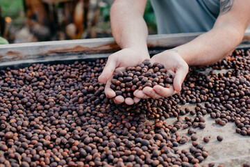 hands full of coffee beans in a plantation