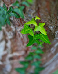 Details of the vegetation in autumn in the countryside of the Liendo Valley. Cantabria, Spain, Europe