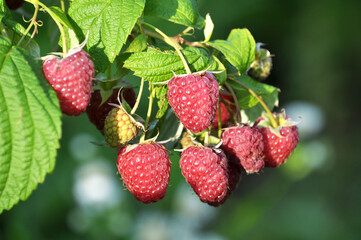 Fruits of raspberry on a bush branch