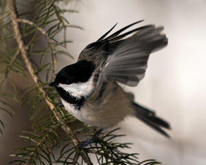 Chickadee Stock Photos. Close-up profile view on a tree branch with spread wings with a blur background in its environment, displaying feather wings and tail. Picture. Image. Chickadee Stock Photos.