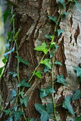 Details of the vegetation in autumn in the countryside of the Liendo Valley. Cantabria, Spain, Europe
