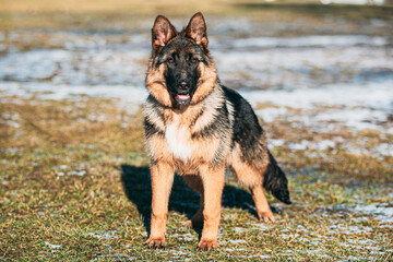 Beautiful Young German Shepherd Alsatian Wolf Dog Posing Outdoor