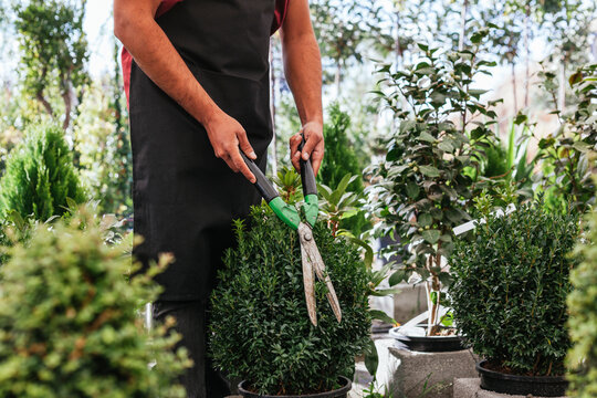 Unrecognizable male with gardening scissors cutting green Buxus in pot while working in hothouse