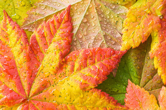 Raindrops collect on colorful vine maple Acer circinatum leaves in Autumn; Mount Rainier National Park, Washington