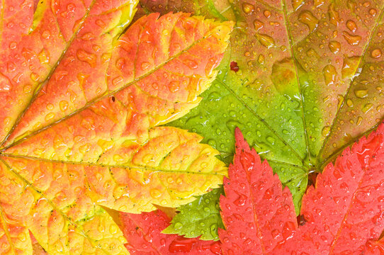 Raindrops collect on colorful vine maple Acer circinatum leaves in Autumn; Mount Rainier National Park, Washington - Powered by Adobe