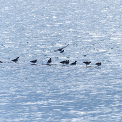 Waders in the Bengoa marshes, Marismas de Santoña, Victoria y Joyel Natural Park, Cantabrian Sea, Cantabria, Spain, Europe