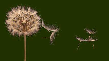 Dandelion seeds flying next to a flower on a dark green background