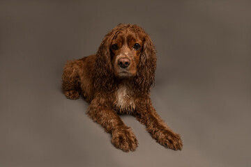 Studio portrait of a cocker wet spaniel dog. The studio background is grey.