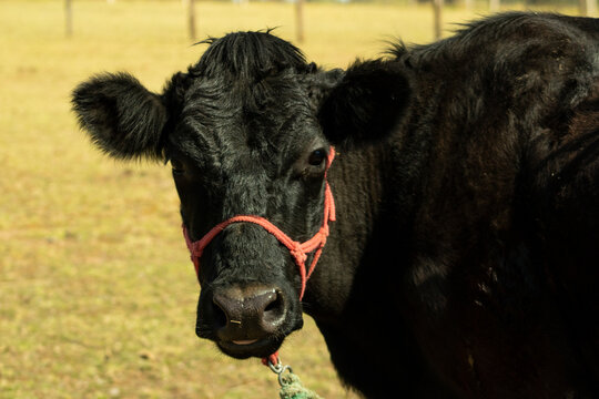 Vaca negra que mira 
