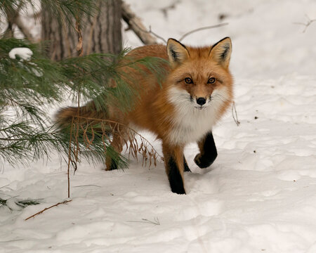  Red Fox Stock Photos. Fox Image. Picture. Portrait. Close-up profile view in the winter season in its environment and habitat with snow and tree background displaying bushy fox tail, fur.