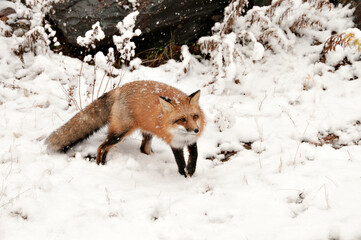 Red Fox stock photos. Fox Image. Picture. Portrait. Red fox close-up profile view in the winter season in its environment and habitat with rock and snow background displaying bushy fox tail, fur.