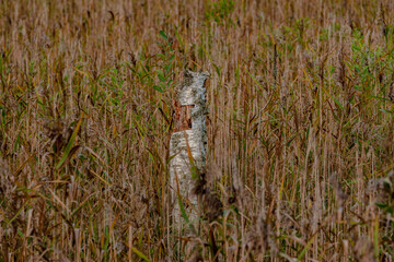broken birch trunk between reeds