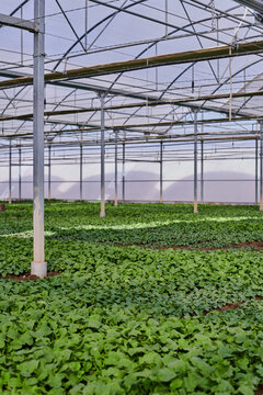 Ripe radish growing in greenhouse on agricultural farm in village