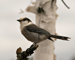 Gray Jay photo stock.  Close-up profile view perched on a tree branch in its environment and habitat, displaying grey feather plumage wings and tail with a blur background. Image. Picture. Portrait.