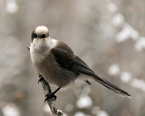 Grey Jay stock photos. Grey Jay perched on branch with blur backgorund in its environment and habitat. Image. Picture. Portrait.