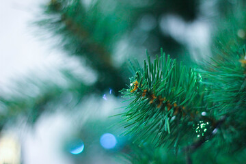 a branch of a Christmas tree with needles in the foreground in winter weather.