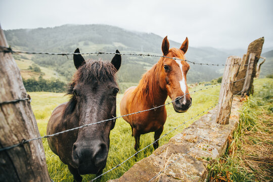 Stallions on grass meadow behind fence and mounts with trees under sky in countryside
