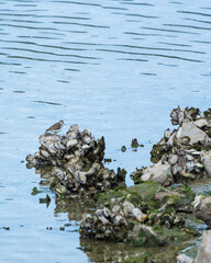 Common sandpiper (Actitis hypoleucos). Marshes of Bengoa, Marismas de Santoña, Victoria y Joyel Natural Park, Cantabrian Sea, Cantabria, Spain, Europe