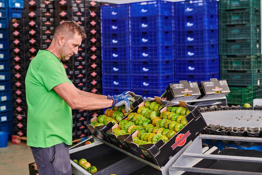 Side view of male worker packing green tomatoes in carton boxes while working in market