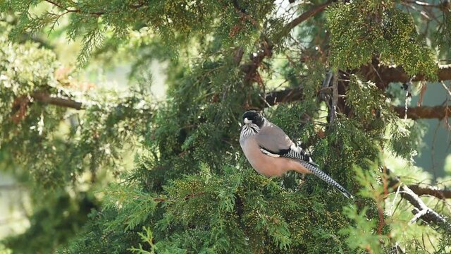 Full shot of black headed jay or lanceolated jay bird in foothills of himalaya uttarakhand india