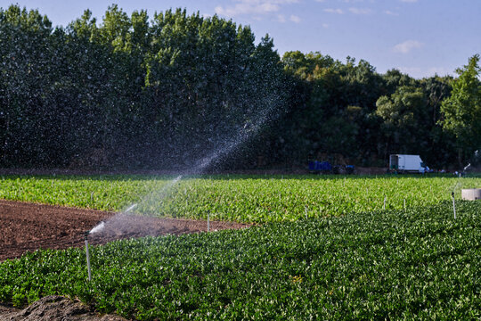 Modern irrigation system watering green plants growing on agricultural field in countryside on sunny day