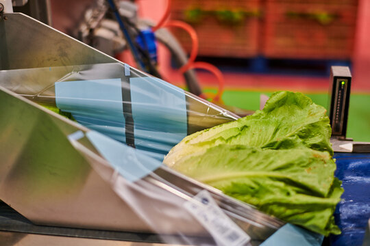 Fresh green cabbage placed on belt of contemporary packing machine at agricultural factory