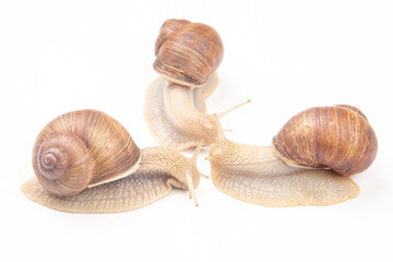 Helix pomatia. grape snail on a white background. mollusc and invertebrate. gourmet protein meat food. communication of the individual in society