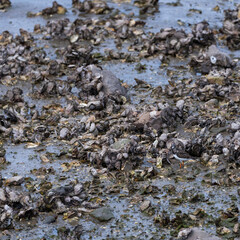Ruddy turnstone (Arenaria interpres). Marshes of Bengoa, Marismas de Santoña, Victoria y Joyel Natural Park, Cantabrian Sea, Cantabria, Spain, Europe
